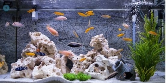 Quietest Fish Tank Filter