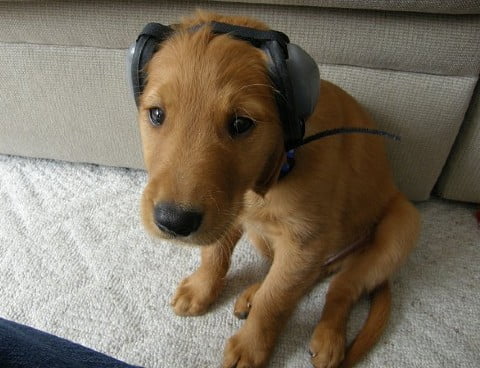 earplugs ear defenders for dogs